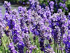 We grow the aromatic beauty lavender