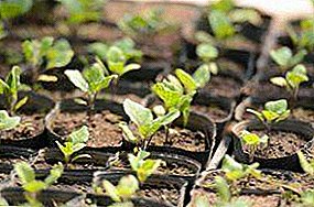 We grow up eggplants: landing on seedlings, terms of the first shoots, care of young saplings