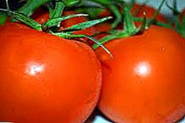 Kami menanam tanaman yang baik. Tomato "troika Rusia": ciri pelbagai