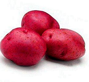 نحن نزرع البطاطا "واضح": وصف للتنوع ، والخصائص ، والصور