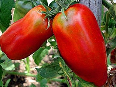 Kami menanam jenis tomato yang besar dan bersahaja "Siberian triple"