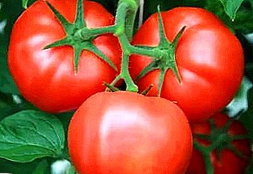 Nós crescemos tomates favoritos "Dom da Vovó": descrição da variedade e suas características