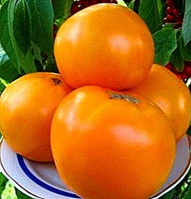 Vi växer apelsin kloster tomat "Monastic Meal": beskrivning och egenskaper av sorten