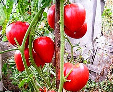 Nós crescemos o tomate "Alsou" maduro precoce: descrição da variedade e características do tomate