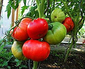 Growing pink tomatoes is easy: the description of the variety Robin and its care