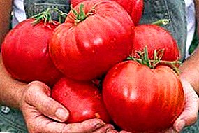 Vi dyrker en tyr-pande-tomat: sortbeskrivelse, fotos, anbefalinger