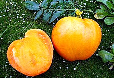 Ние отглеждаме доматите с меден гигант: характеристики и описание на сорта