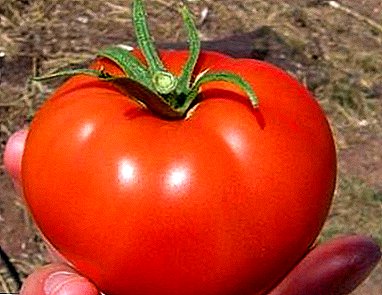 Vi dyrker en frugtbar tomat "Volgogradets": Beskrivelse og egenskaber af sorten