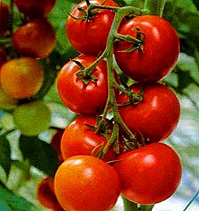 Kami menanam tomat dalam jumlah besar di lapangan terbuka