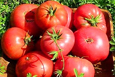 Cultivamos un tomate de alto rendimiento "Ozharovsky frambuesa": descripción de la variedad, ventajas y desventajas