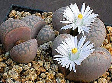 We groeien "levende stenen" op: geschikte grond en beplantingsregels voor Lithops.