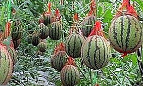 Groeiende watermeloen en meloenen in een kas van polycarbonaat: planten en verzorgen
