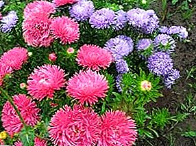 Growing asters How to achieve continuous flowering throughout the summer season