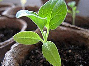 Growing eggplants: planting and caring for seedlings, picking up the soil and container