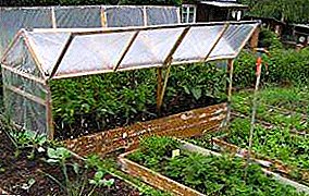 폴리 카보네이트 온실에서 가지의 재배 : 최상의 등급, 간호 및 사료 선택