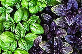 Growing basil from seeds. Methods for obtaining high-quality yield