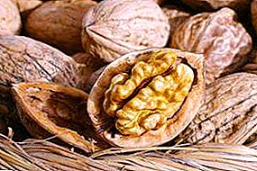 Growing walnuts like a rural business