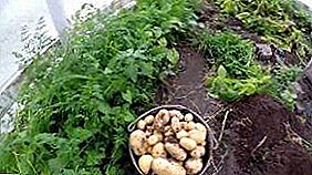 Menanam kentang di rumah hijau pada musim sejuk: menanam dan memberi makan sepanjang tahun