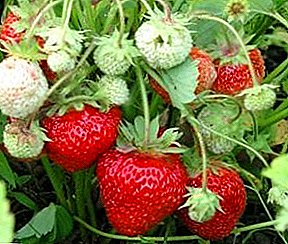 Growing strawberries according to Dutch technology