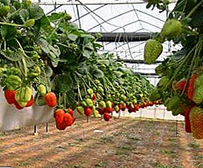 زراعة الفراولة في الدفيئة على مدار السنة: نصائح وخفايا