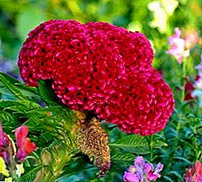 Növekvő elegáns virágok - Celosia