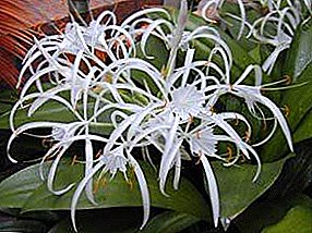 Rastoče nenavadne cvetove hymenocallis
