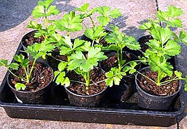 Growing parsley from seedlings from A to Z: a ​​classic way and an unusual method for home conditions
