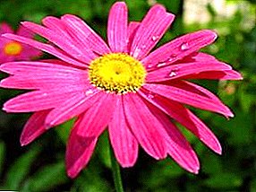 Growing pyrethrum and proper care of this plant