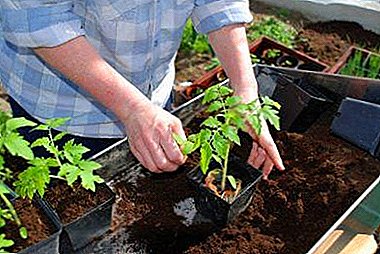 גידול עגבניות מן הזרעים בחוץ: שתילה וכללי הטיפול