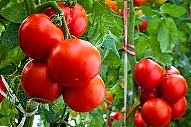Växande tomater i uralerna: vilka sorter är bättre att plantera och hur man bryr sig?