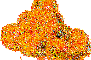 การพัฒนามะเขือเทศเชอร์รี่สุก - มะเขือเทศเชอรี่เหลือง