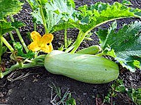 Zucchini awal berkembang - benih atau benih