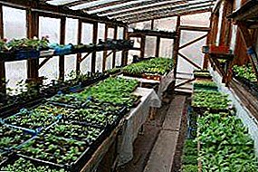 Growing seedlings for planting in a greenhouse made of polycarbonate: when to sow and what is more profitable to plant?