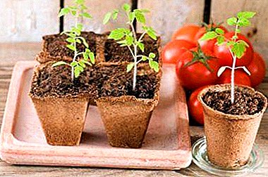 Anbau von Tomatensämlingen in Torftöpfen: Wie pflanzen, pflegen und auf den Boden bewegen?