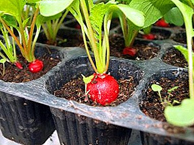 Att odla en rädisa i ett växthus: när man planterar en grönsak korrekt och vad beror tiden på?