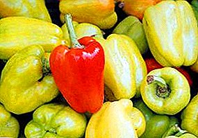 Growing sweet bell pepper