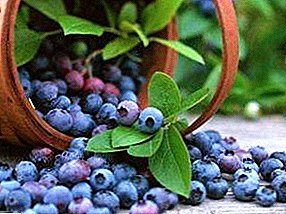 Growing, composition and beneficial properties of blueberries