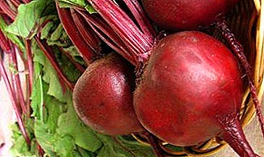 Growing of mulatto table beet, its advantages and use in culinary art