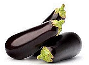 Growing, caring for seedlings, planting eggplant in open ground