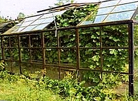 Traubenanbau im Gewächshaus: Warum nicht Obst? Feinheiten der Bewässerungs- und Fütterungstechnik