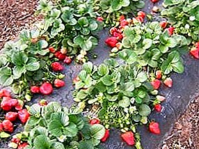 High yield, security, minimization of labor - agrofibre for growing strawberries