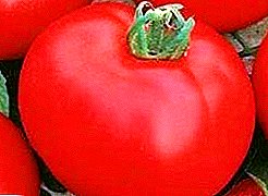 Didelio našumo hibridas, puikus skonis - pomidoras „Irina“: veislės charakteristika ir aprašymas, nuotrauka
