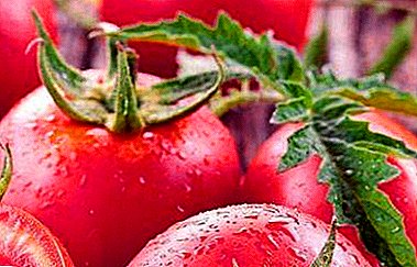 Ziekteresistente hoogproductieve variëteit - frambozen zoete tomaat