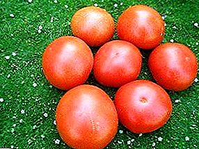 ارتفاع الطماطم "لحمي السكر" يجعله عملاق بين زملائه. وصف أصناف عالية الغلة من الطماطم