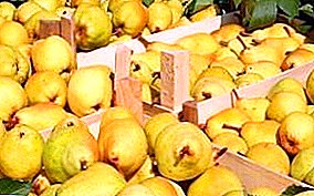 Vitamins all year round: how to store pears for the winter in the cellar?