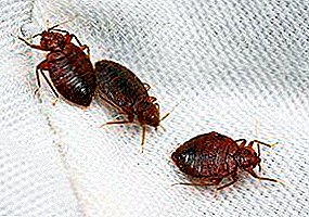 We derive bed bugs: how to get rid of at home, what drugs to use, how to prepare an apartment for treatment