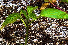 We find out how to feed seedlings of peppers, as well as when and how often to do it, what fertilizers to use.