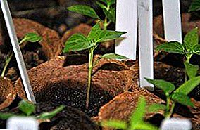 Cari tahu cara menanam paprika untuk bibit dalam pot gambut: persiapan penanaman, aturan transplantasi, kiat menanam tanaman muda