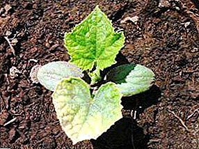 Zistenie dôvodov, prečo okraje listov sadeníc uhorky suché, listy žltnú a stočiť? Čo robiť v tomto prípade