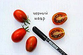 غريبة غريبة - خصائص ووصف مجموعة متنوعة من الطماطم "بلاك مور"